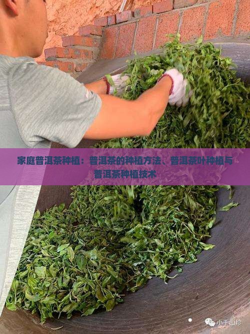 家庭普洱茶种植 家庭普洱茶种植