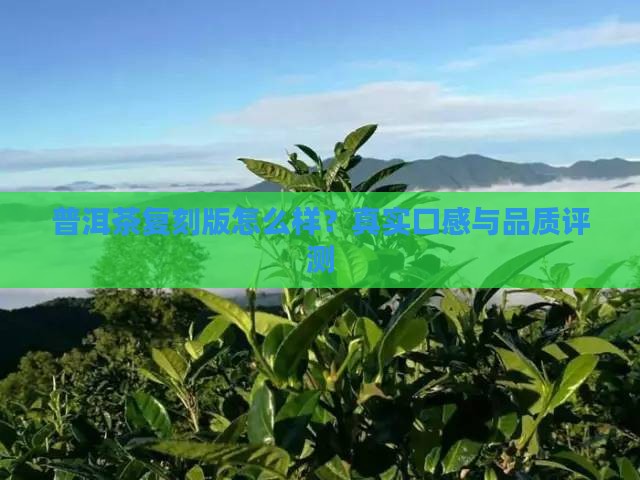 普洱茶复刻版怎么样
