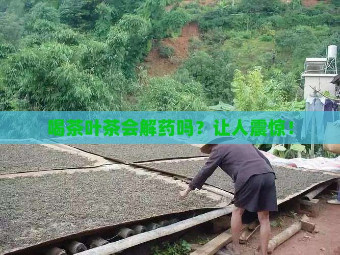 喝茶叶茶会解药吗