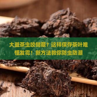 大益茶虫咬储藏