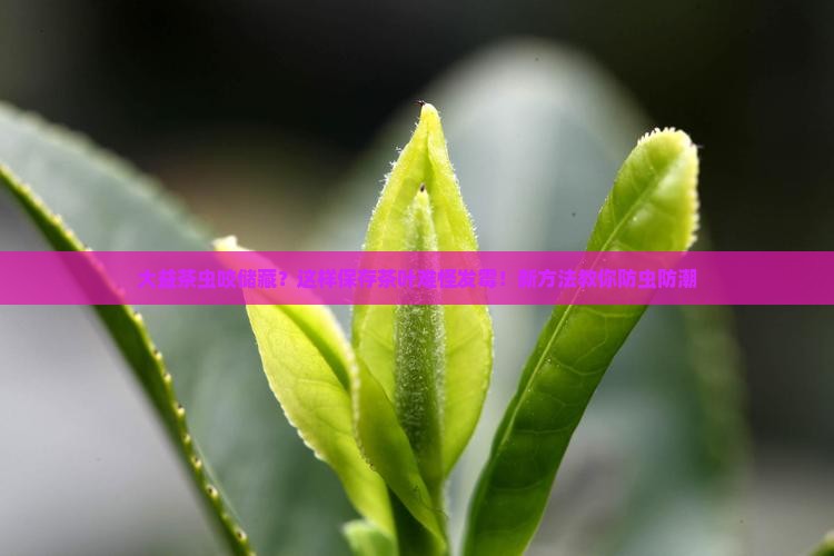 大益茶虫咬储藏