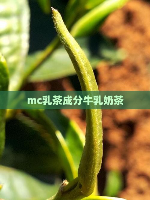 mc牛乳茶成分