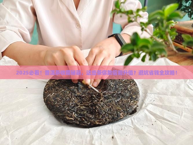 那个普洱茶可以购买藏