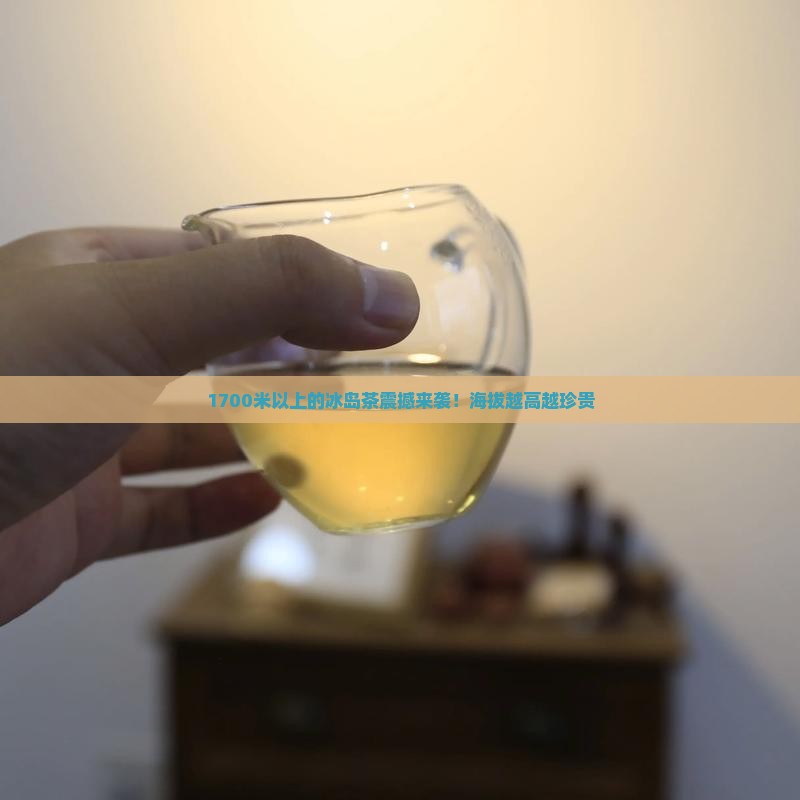 1700米以上的冰岛茶