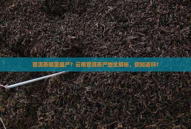 普洱茶哪里盛产