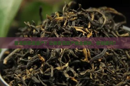 普洱茶哪里盛产