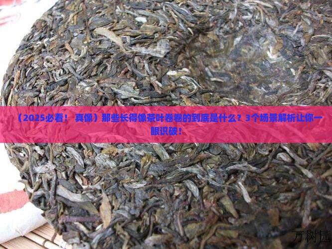 长得像茶叶卷卷的
