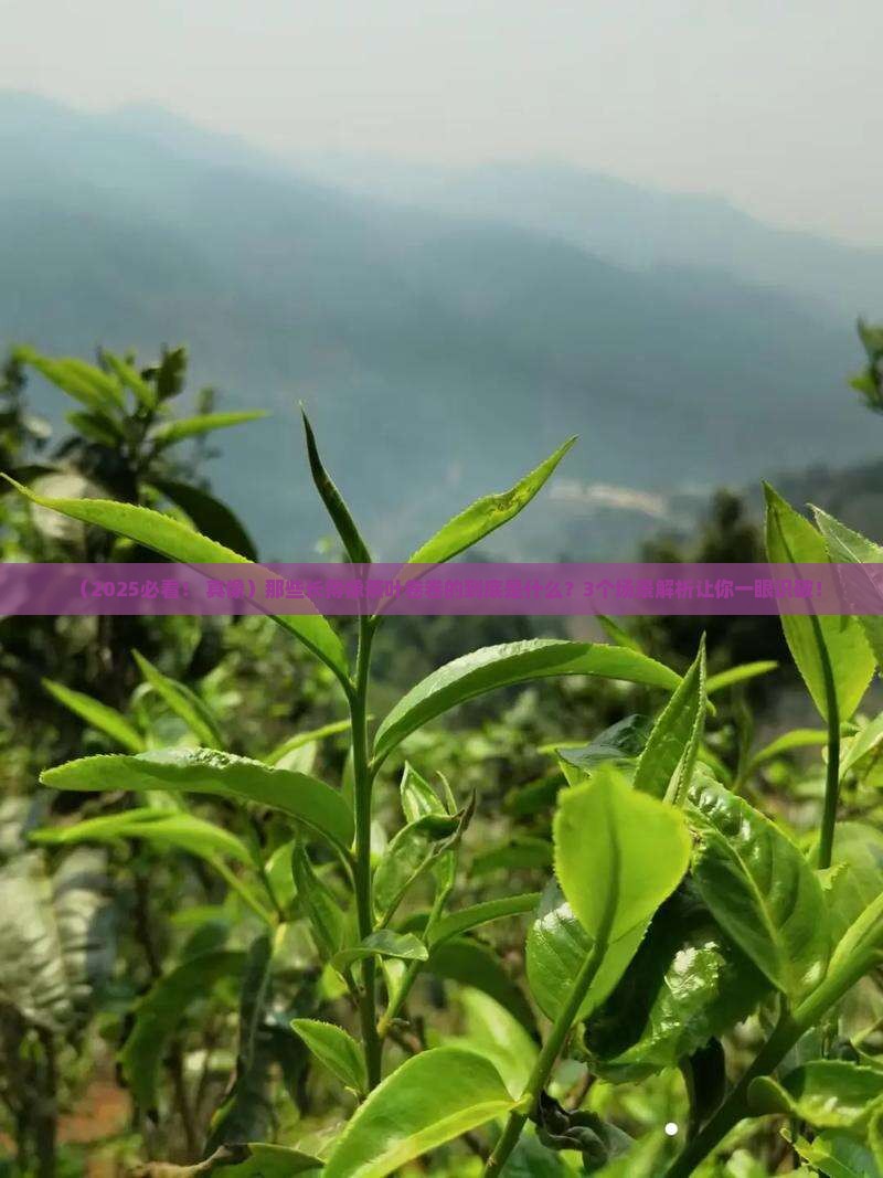 长得像茶叶卷卷的