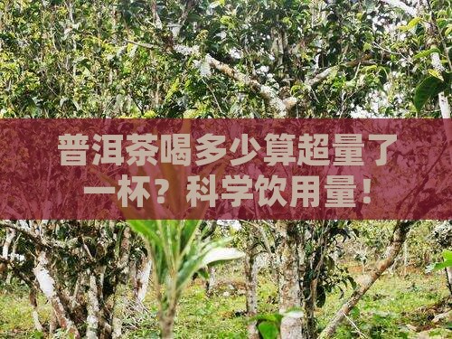 普洱茶喝多少算超量了一杯