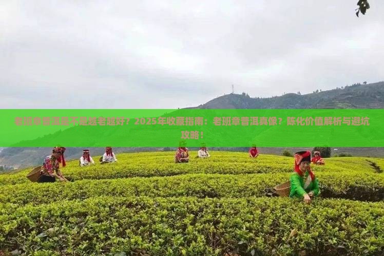 老班章普洱是不是越老越好