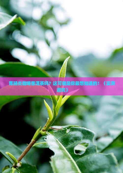 胃肠炎能喝普洱茶吗