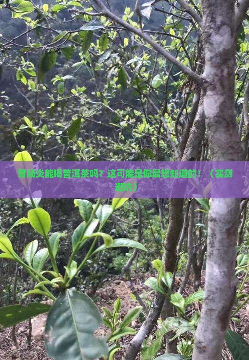 胃肠炎能喝普洱茶吗
