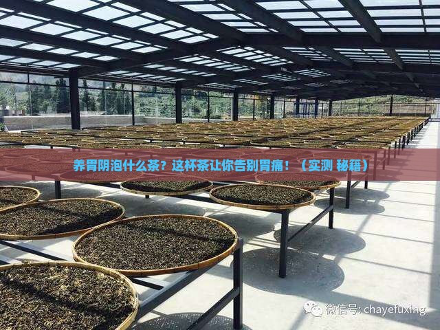 养胃阴泡什么茶
