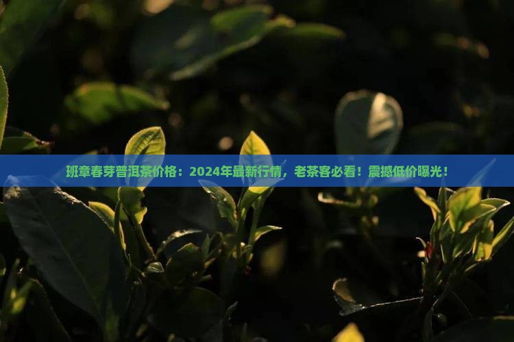 班章春芽普洱茶价格