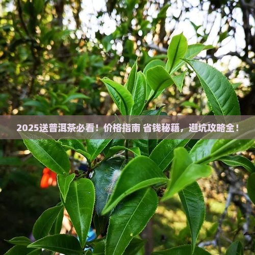 送普洱茶送什么价位好