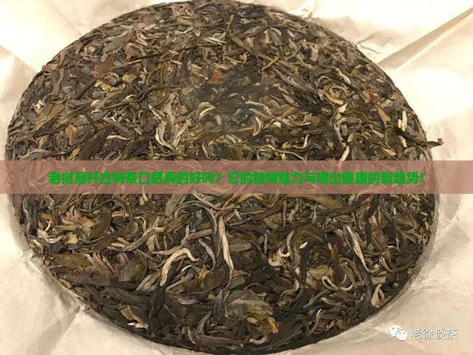 老挝高杆古树茶口感
