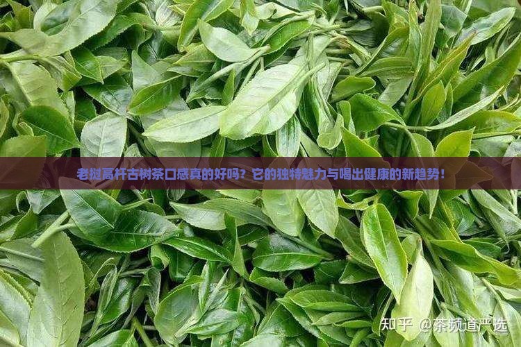 老挝高杆古树茶口感