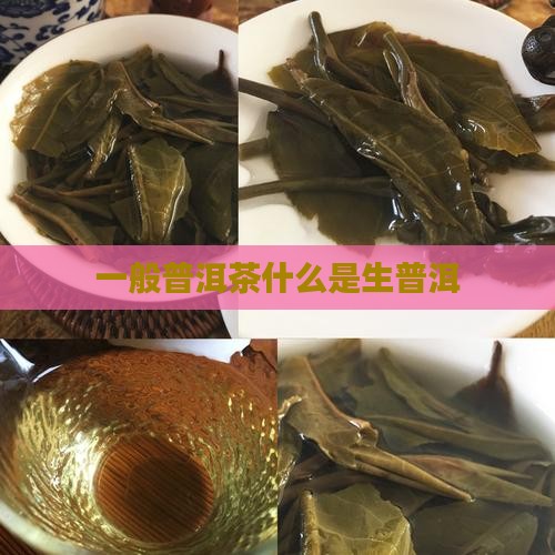 一般普洱茶什么是生普洱