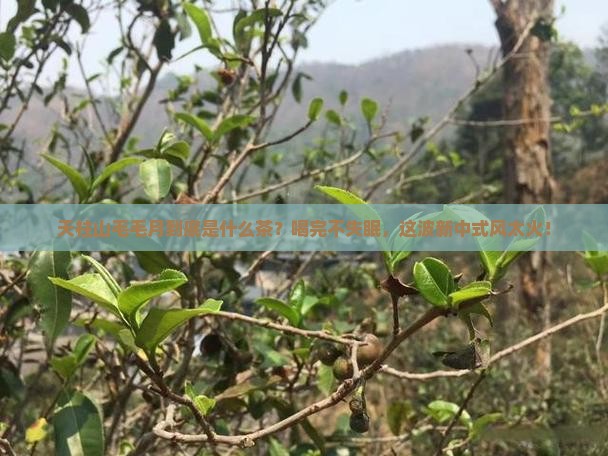 天柱山毛毛月是什么茶木语