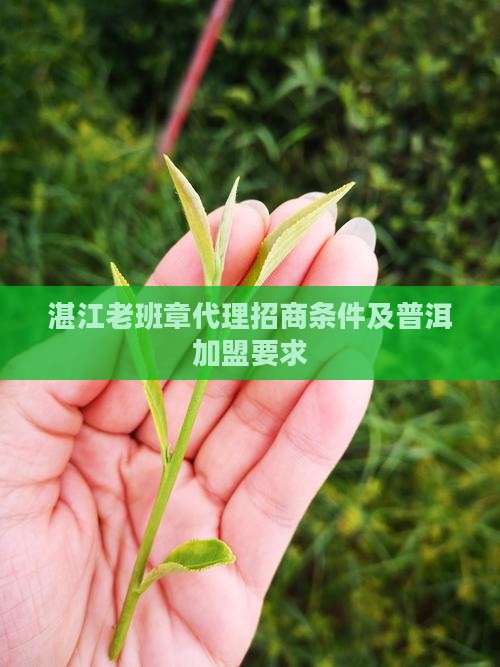湛江老班章代理要什么条件