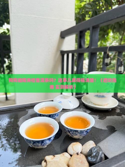 狗狗能喝青桔普洱茶吗