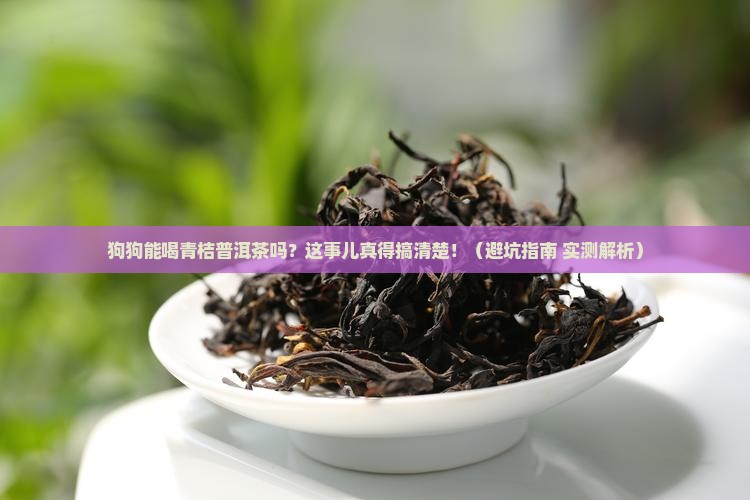 狗狗能喝青桔普洱茶吗