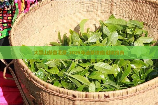 大雪山茶普洱茶