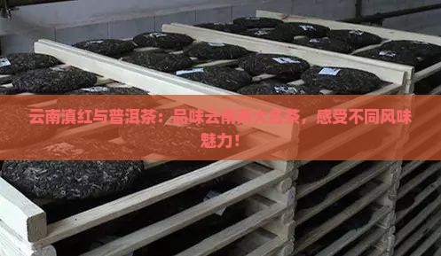 云南滇红与普洱茶