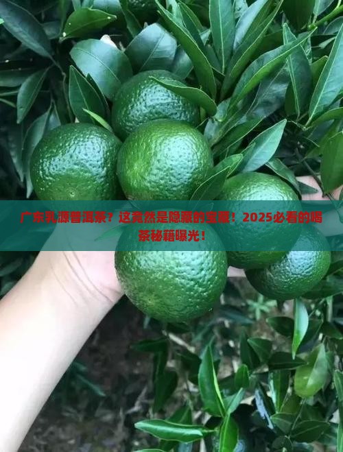 广东乳源普洱茶