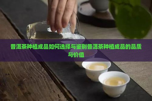 普洱茶种植成品