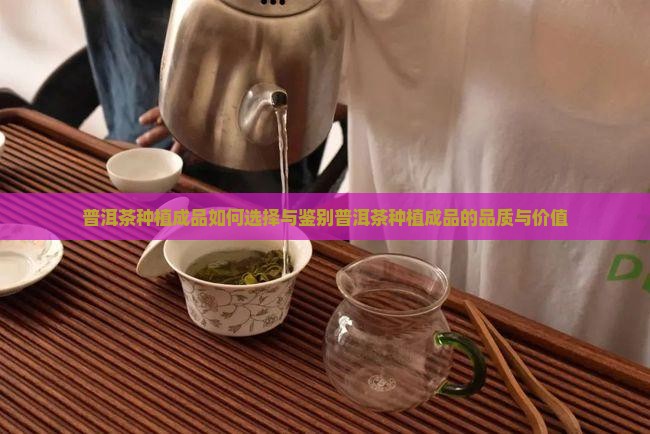 普洱茶种植成品