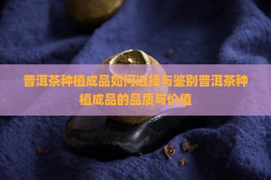 普洱茶种植成品