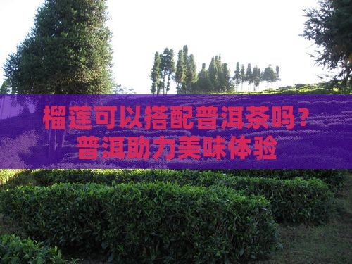 榴莲饼可以配普洱茶吗