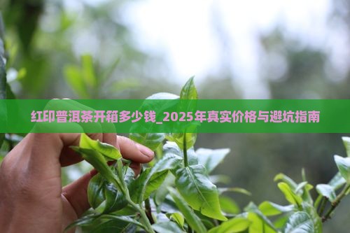 红印普洱茶开箱多少钱