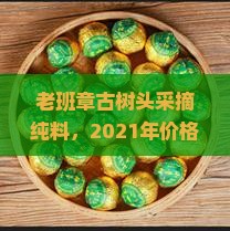 老班章古树头采摘