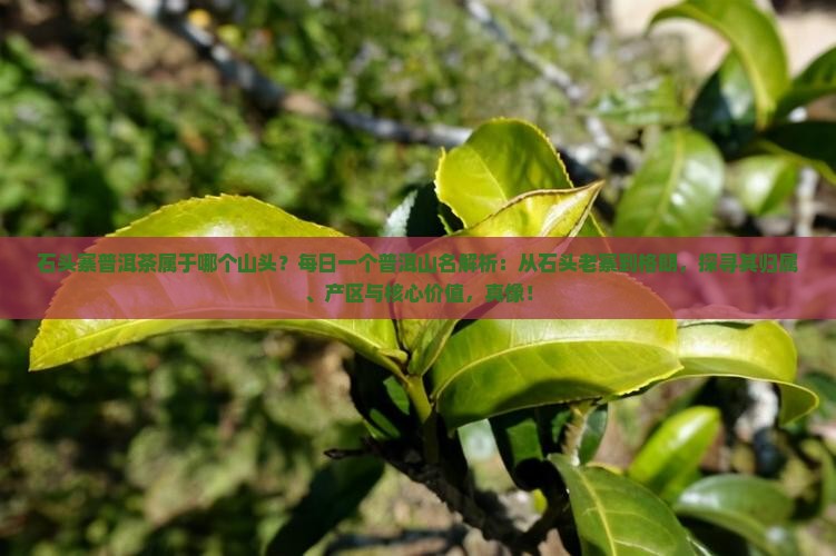 石头寨普洱茶属于哪个山头