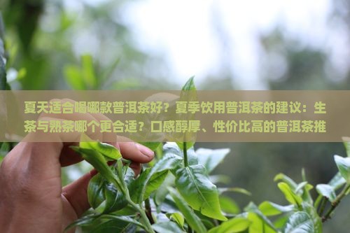 夏天适合喝哪款普洱茶好