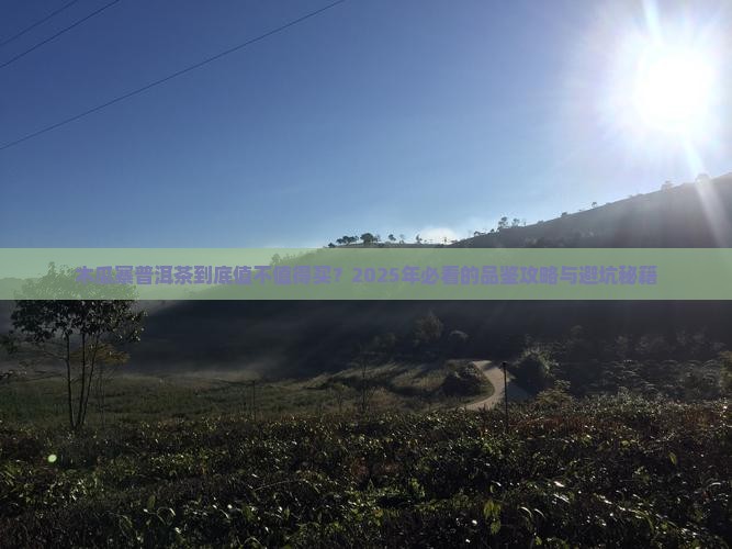木瓜寨普洱茶怎么样