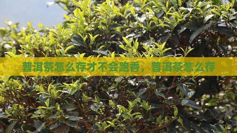 普洱茶怎么存才不会跑香