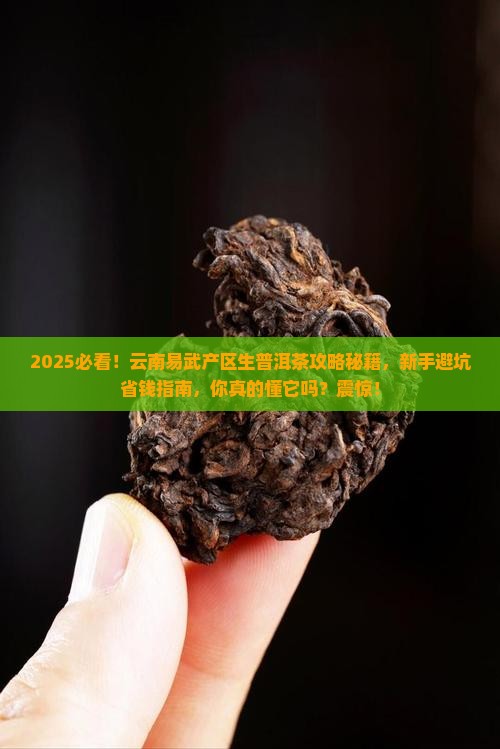 云南易武产区生普洱茶