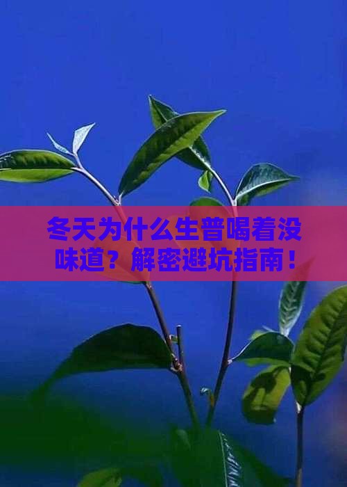 为什么到了冬天生普不好喝