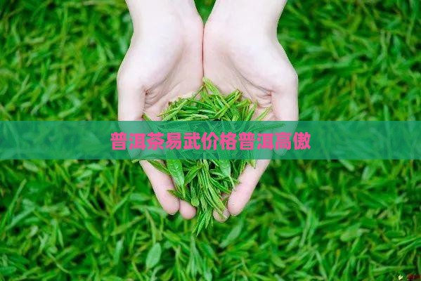 易武普洱茶价格易武茶价格高傲