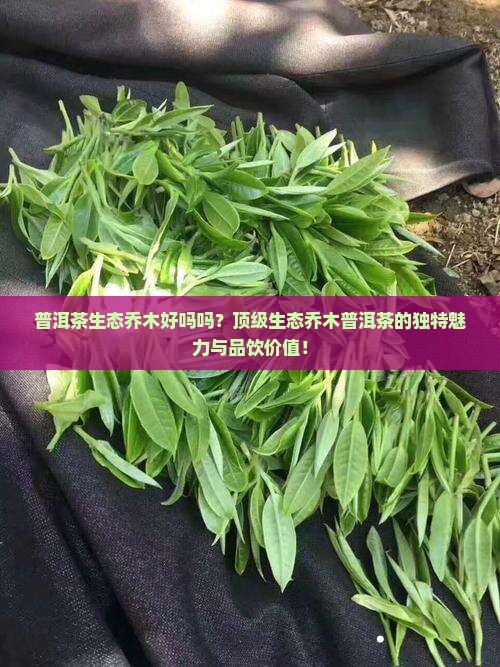 普洱茶生态乔木好吗吗