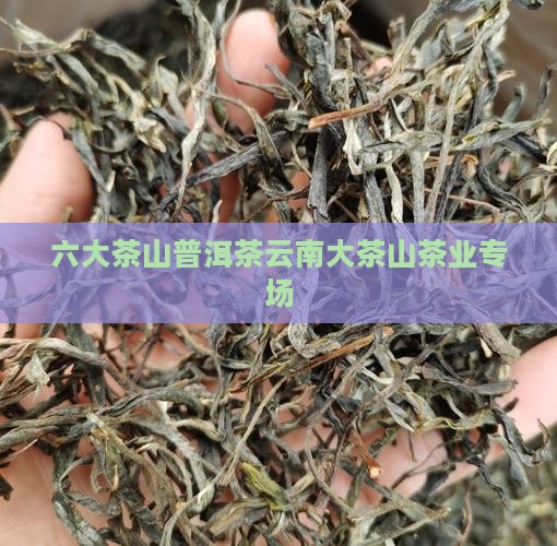六大茶山专场普洱茶