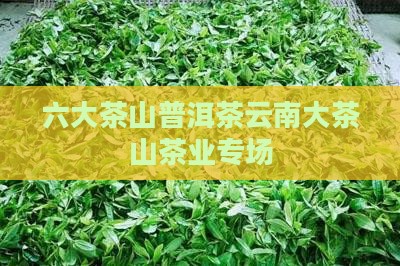 六大茶山专场普洱茶