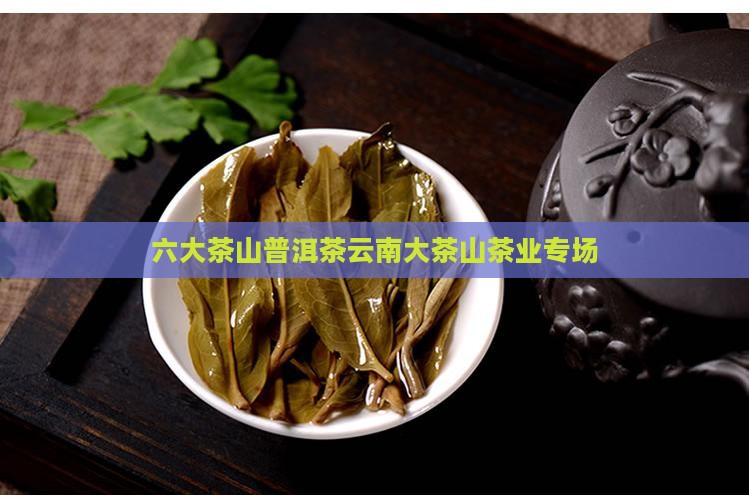 六大茶山专场普洱茶