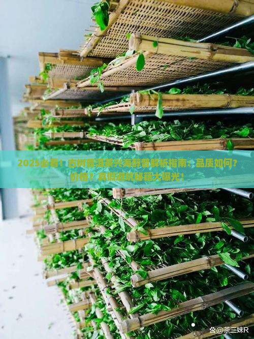古树普洱茶兴海醇普