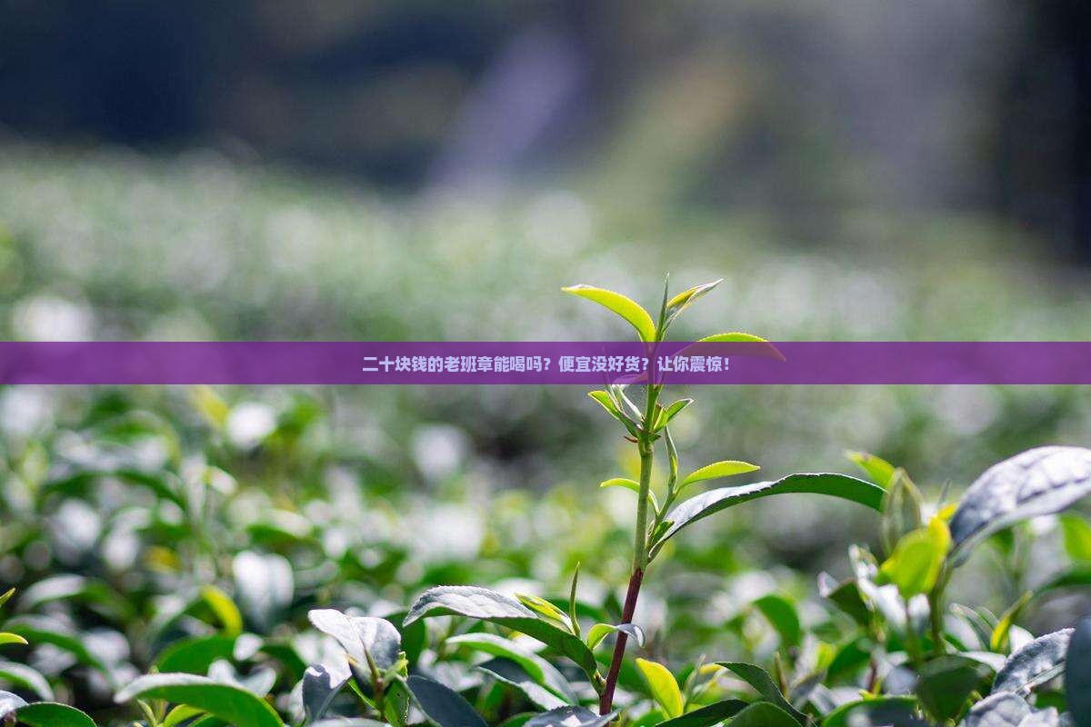 二十块钱的老班章能喝吗