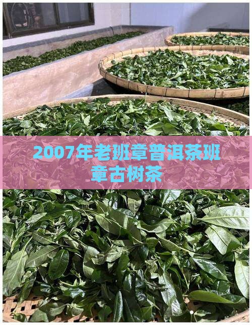 2007年老班章古树茶