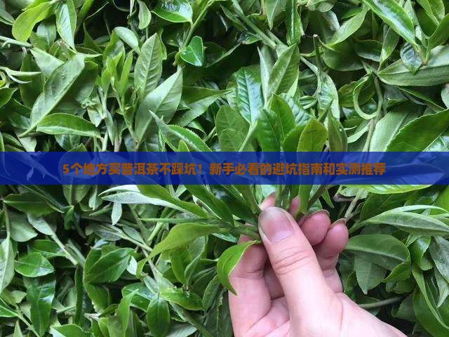普洱茶哪里买得到正宗